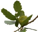 CerrisAmbroziana