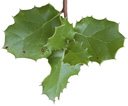 agrifolia