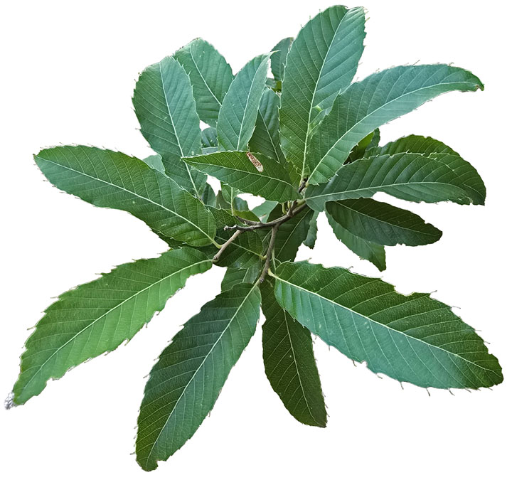 Castaneifolia.jpg