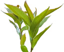 pinnativenulosa