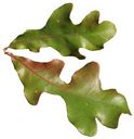 Stellata.jpg