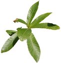 Variabilis