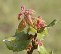 Q_agrifolia