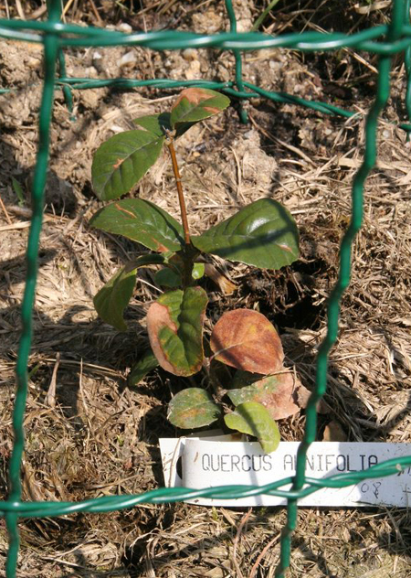 Q_alnifolia_080614.jpg