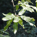 Q_castaneifolia