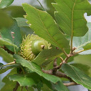 Cerris Ambroziana