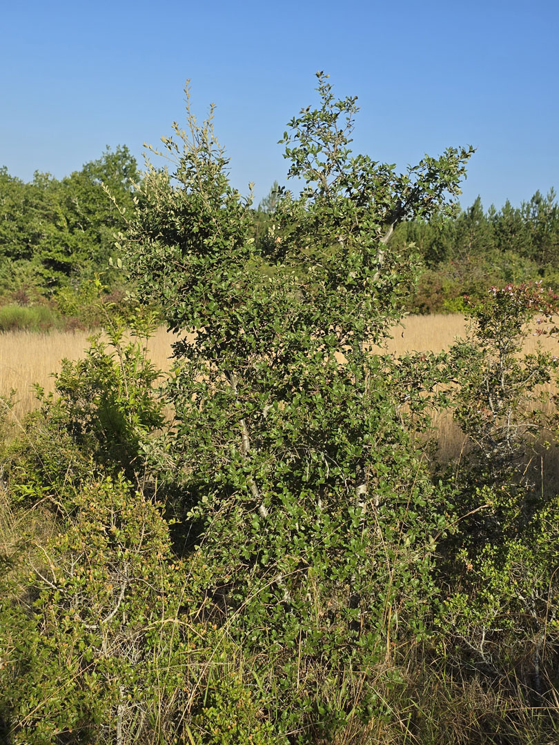 P_coccifera_20250728_090537.jpg