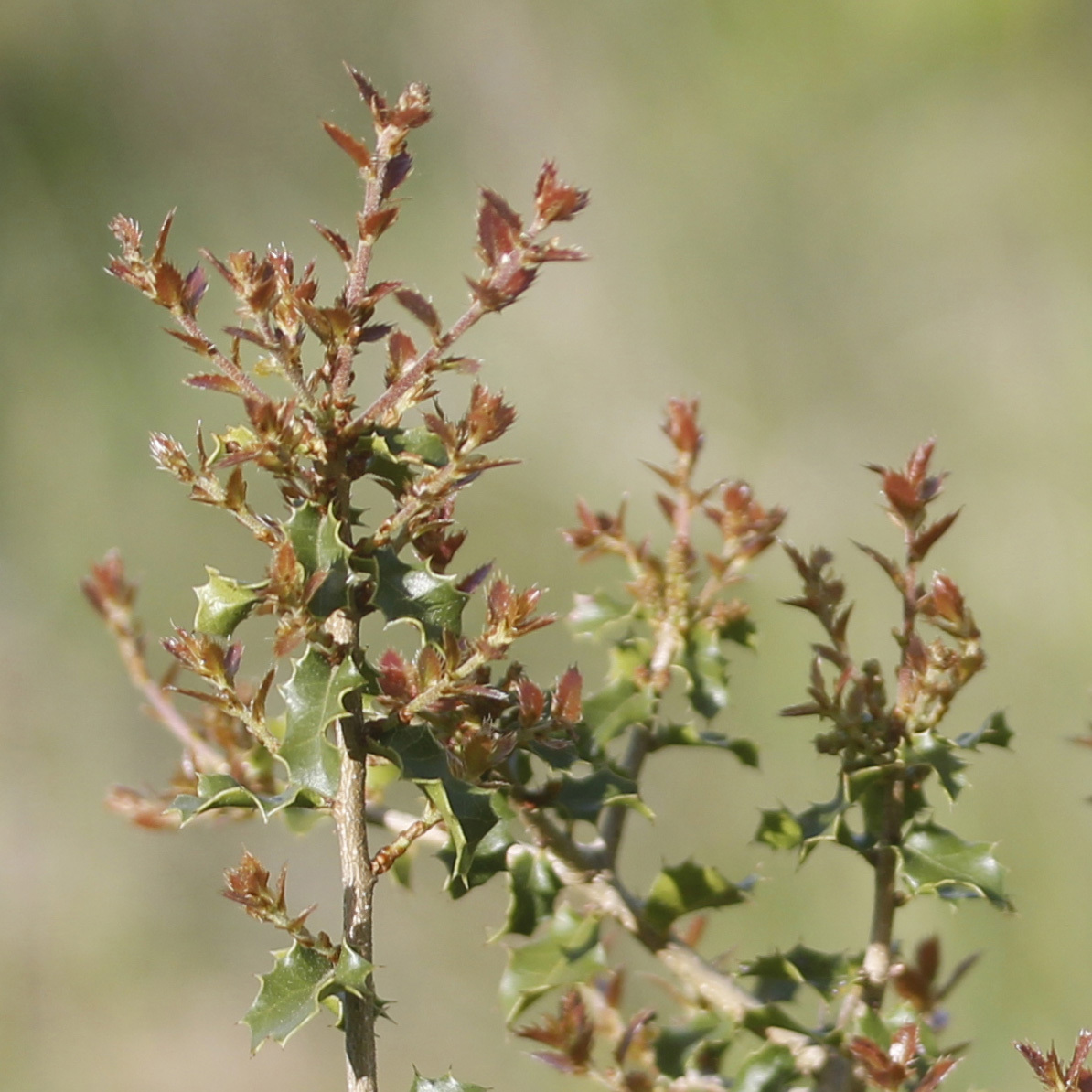 q_coccifera_0857_0858_detail.jpg
