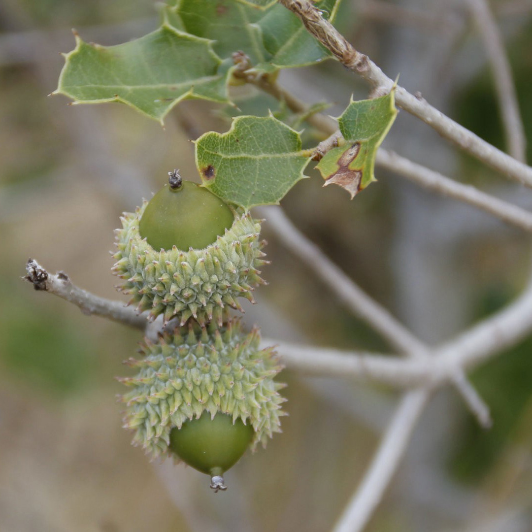q_coccifera_gland_5368_5370.jpg