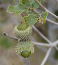 Q_coccifera
