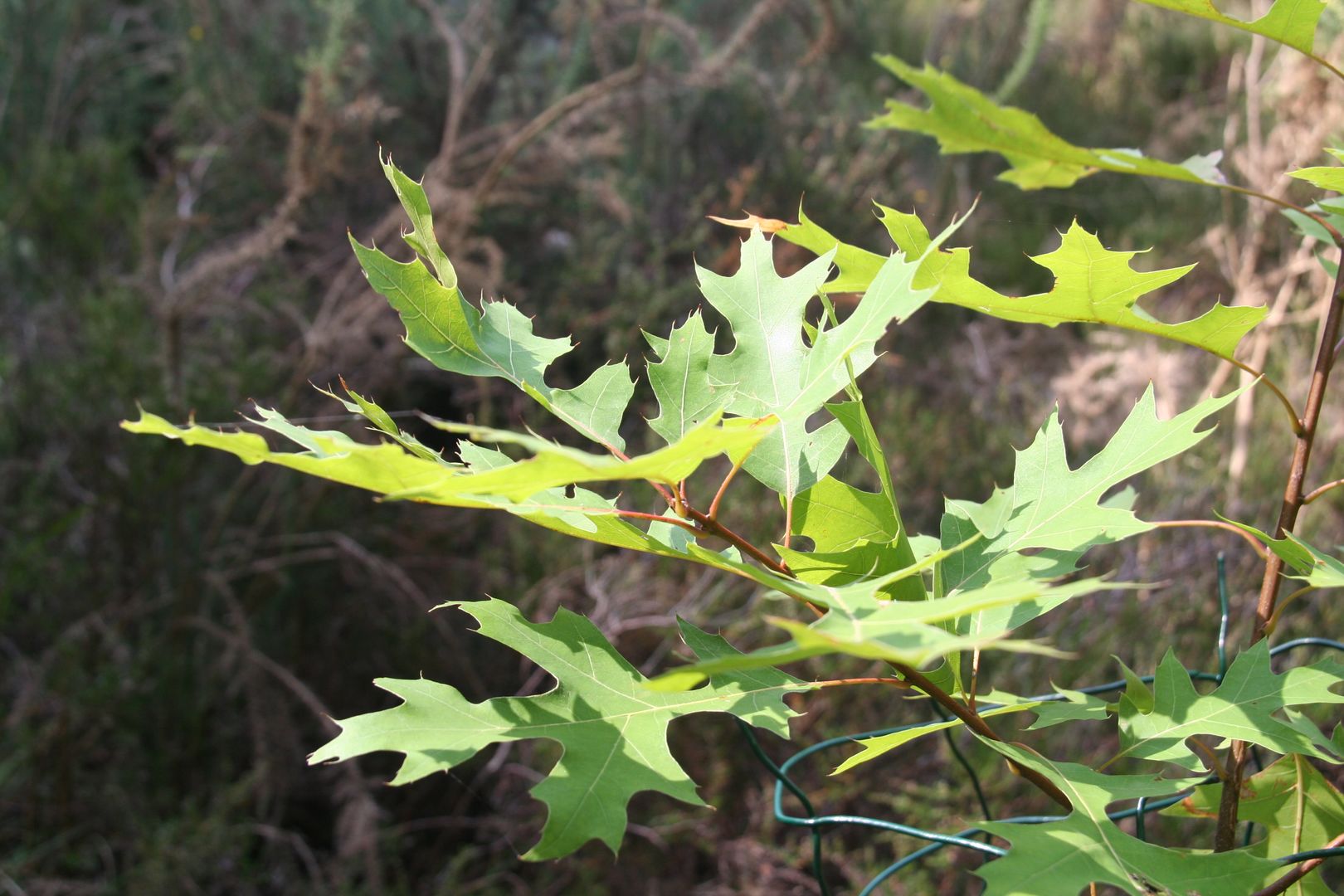 Q_coccinea_100813b.JPG