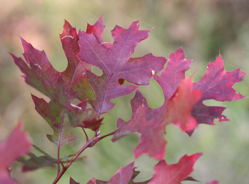 Q_coccinea_101015.JPG
