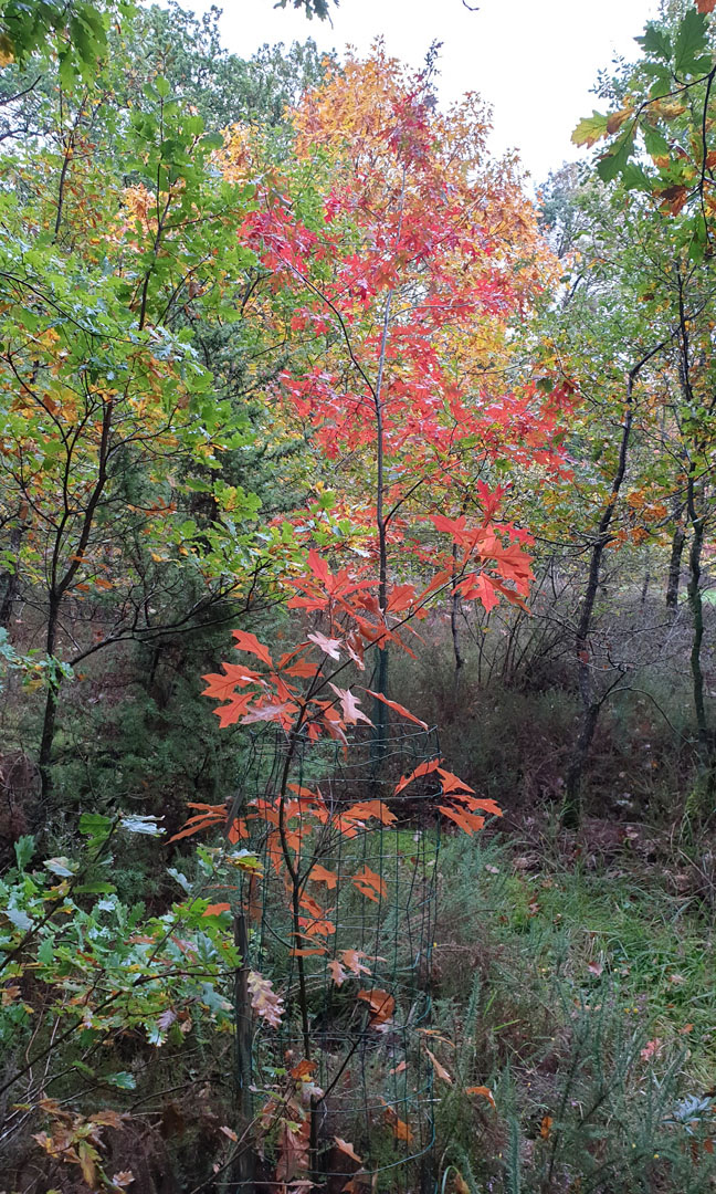 Q_coccinea_20201023_112350.jpg