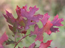 Q_coccinea
