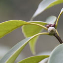 Q_glauca