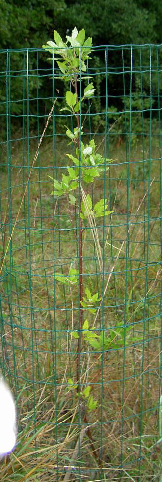 Q_alnifolia_080614.jpg