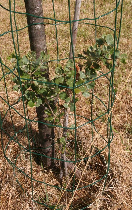 Q_ilex_rotundifolia_080808a.jpg
