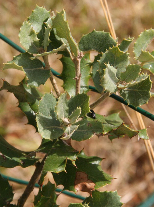 Q_ilex_rotundifolia_080808b.jpg