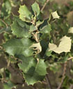 Q_ilex_rotundifolia