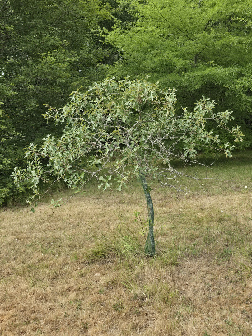 P_ilicifolia_.jpg