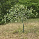 Q_ilicifolia