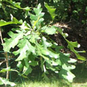 Q_macrocarpa