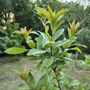 Q_pinnativenulosa