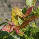 Q_rysophylla