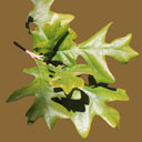 Q_stellata