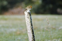 Rouge-gorge