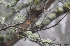 Rouge-gorge
