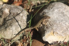 Lezard