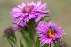Petite abeille ?