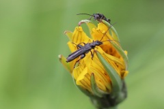 X_IMG_7229_HD